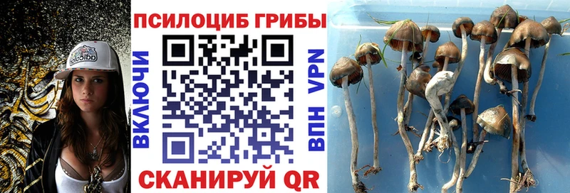 ОМГ ОМГ   Карпинск  Псилоцибиновые грибы мицелий  цена  
